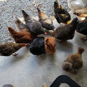 Meet your Posher, Phillip